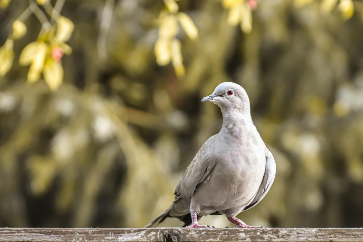 pigeon loft