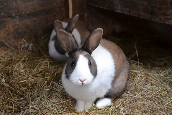 rabbit show barn breeders