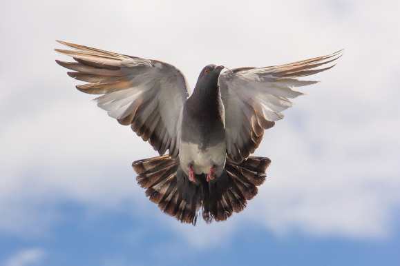 pigeon loft birds club